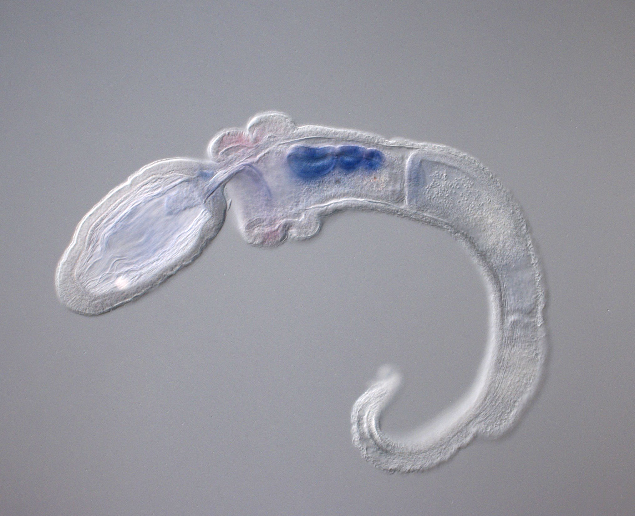 Juvenile of Saccoglossus kowalevskii (Credit Andrew Gillis) Okinawa